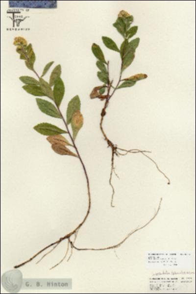 URN_catalog_HBHinton_herbarium_25813.jpg.jpg