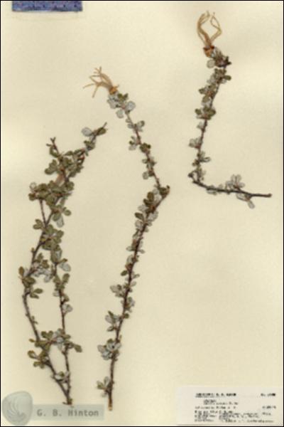 URN_catalog_HBHinton_herbarium_21988.jpg.jpg