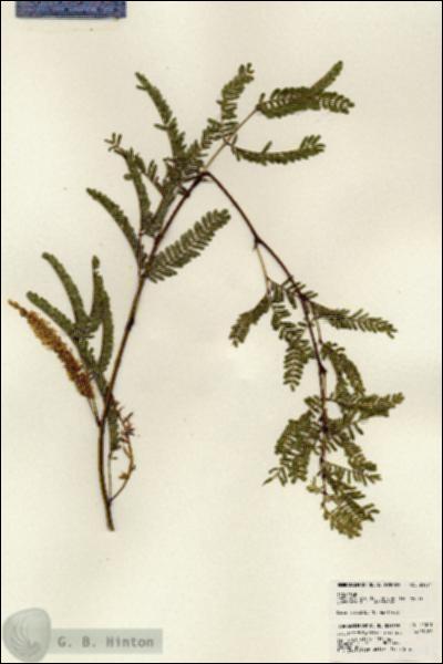 URN_catalog_HBHinton_herbarium_24071.jpg.jpg