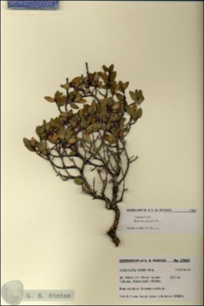URN_catalog_HBHinton_herbarium_27847.jpg.jpg