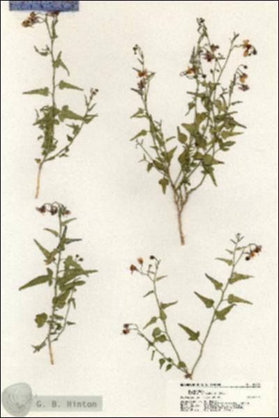 URN_catalog_HBHinton_herbarium_20406.jpg.jpg