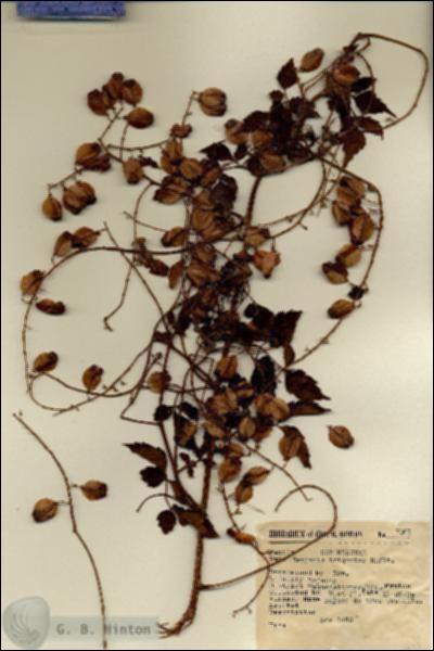 URN_catalog_HBHinton_herbarium_7061.jpg.jpg