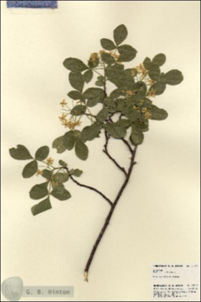 URN_catalog_HBHinton_herbarium_21918.jpg.jpg