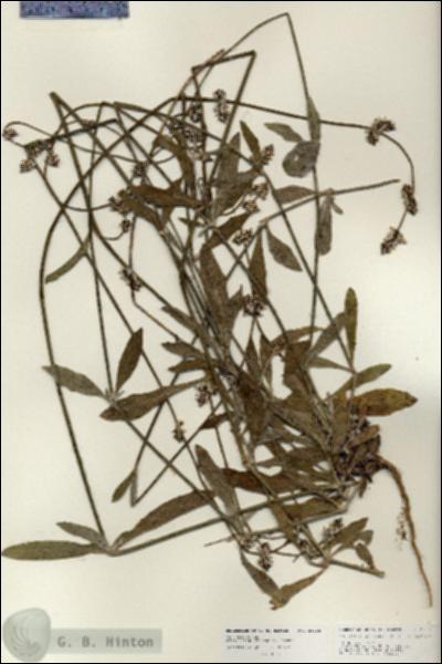 URN_catalog_HBHinton_herbarium_25902.jpg.jpg
