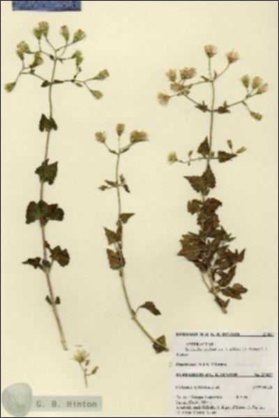 URN_catalog_HBHinton_herbarium_27427.jpg.jpg