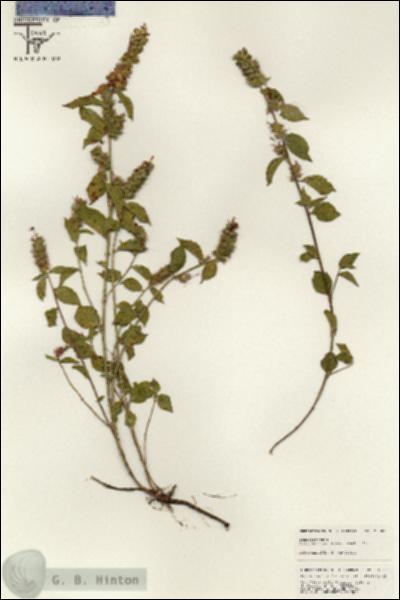 URN_catalog_HBHinton_herbarium_25583.jpg.jpg