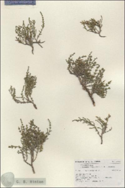 URN_catalog_HBHinton_herbarium_19643.jpg.jpg