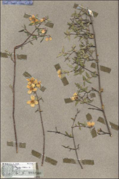 URN_catalog_HBHinton_herbarium_17584.jpg.jpg