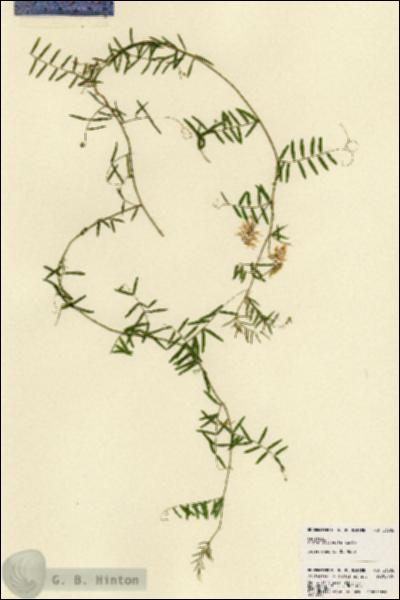 URN_catalog_HBHinton_herbarium_23306.jpg.jpg