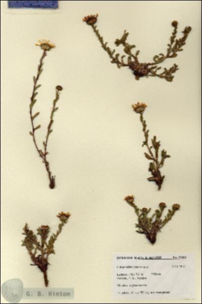 URN_catalog_HBHinton_herbarium_27681.jpg.jpg