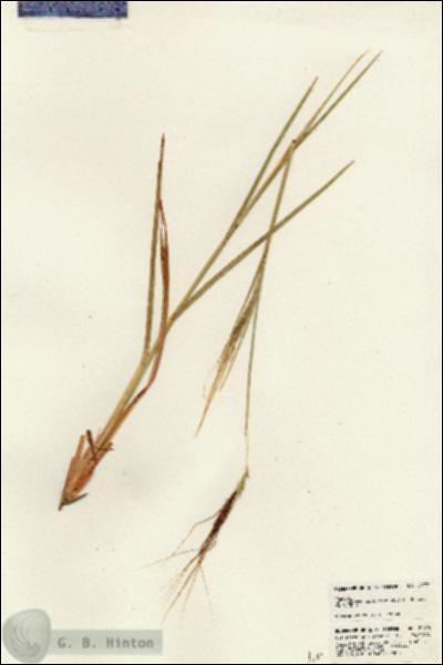 URN_catalog_HBHinton_herbarium_24770.jpg.jpg