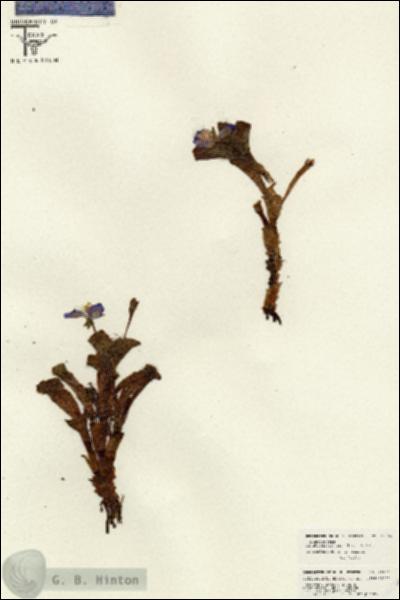 URN_catalog_HBHinton_herbarium_26566.jpg.jpg