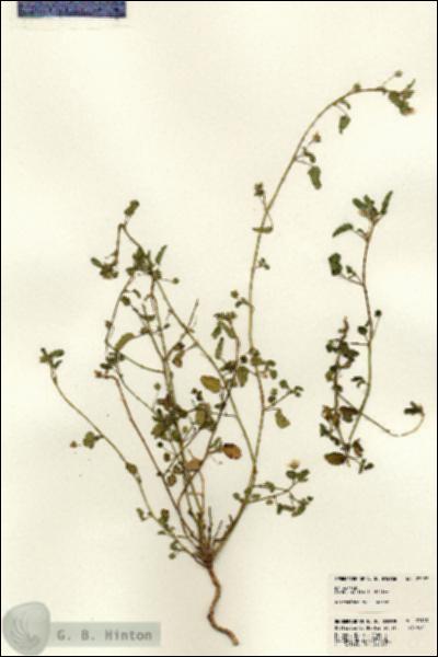 URN_catalog_HBHinton_herbarium_23183.jpg.jpg
