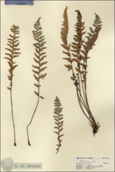 URN_catalog_HBHinton_herbarium_21562.jpg.jpg