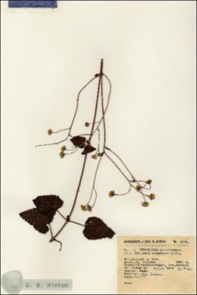 URN_catalog_HBHinton_herbarium_2374.jpg.jpg