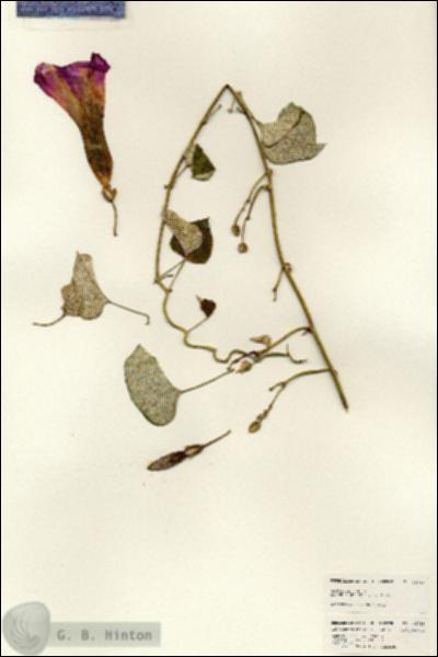 URN_catalog_HBHinton_herbarium_24785.jpg.jpg