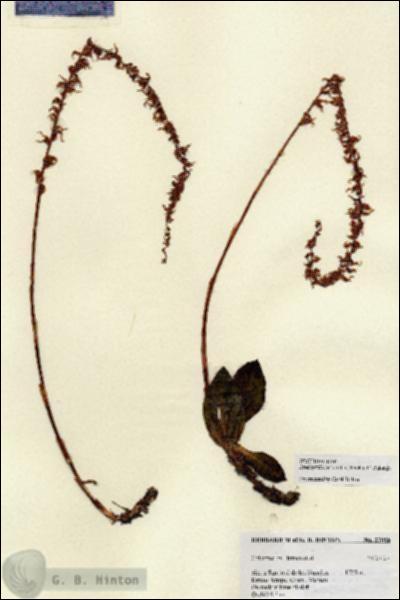URN_catalog_HBHinton_herbarium_27086.jpg.jpg