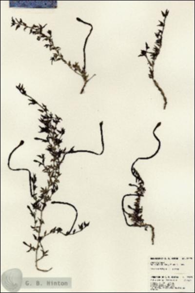 URN_catalog_HBHinton_herbarium_23195.jpg.jpg