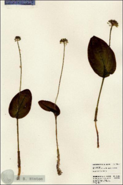URN_catalog_HBHinton_herbarium_23205.jpg.jpg