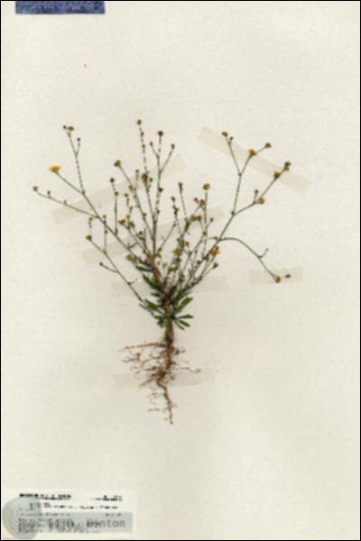 URN_catalog_HBHinton_herbarium_19947.jpg.jpg