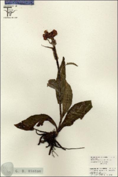 URN_catalog_HBHinton_herbarium_26539.jpg.jpg