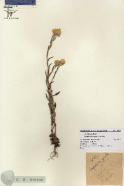 URN_catalog_HBHinton_herbarium_3043.jpg.jpg