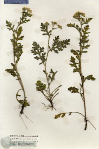 URN_catalog_HBHinton_herbarium_19665.jpg.jpg