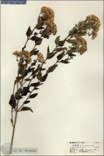 URN_catalog_HBHinton_herbarium_21730.jpg.jpg