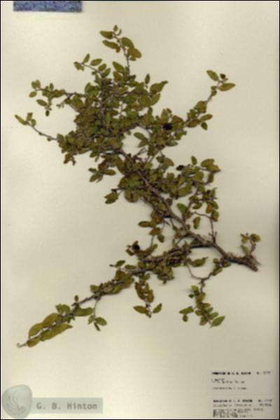URN_catalog_HBHinton_herbarium_22172.jpg.jpg