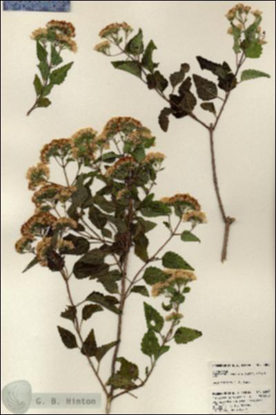 URN_catalog_HBHinton_herbarium_23886.jpg.jpg