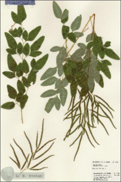 URN_catalog_HBHinton_herbarium_24522.jpg.jpg