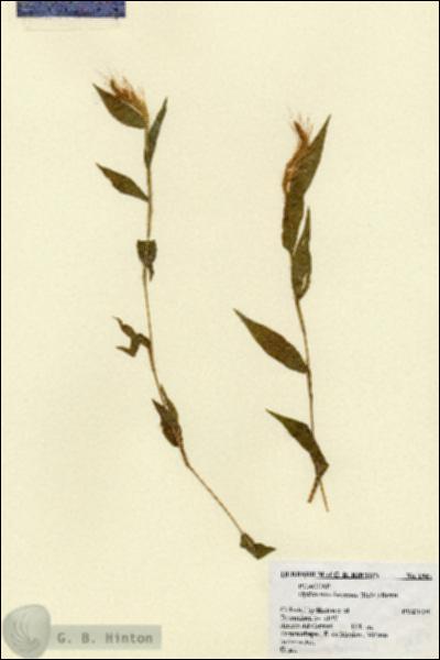 URN_catalog_HBHinton_herbarium_1947.jpg.jpg