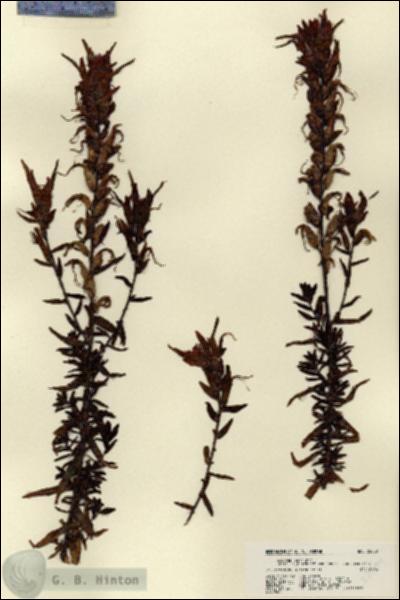 URN_catalog_HBHinton_herbarium_22409.jpg.jpg
