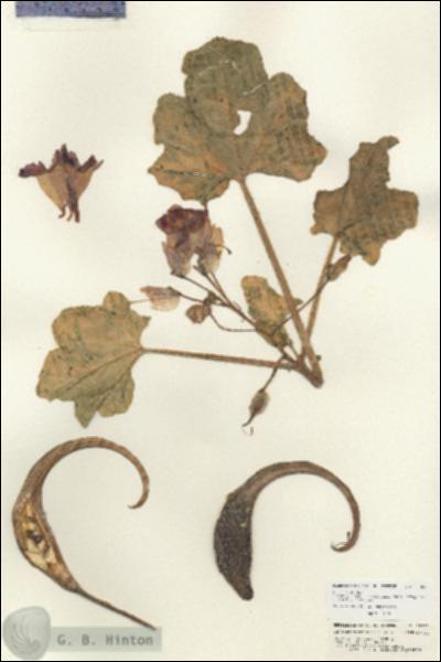 URN_catalog_HBHinton_herbarium_25692.jpg.jpg