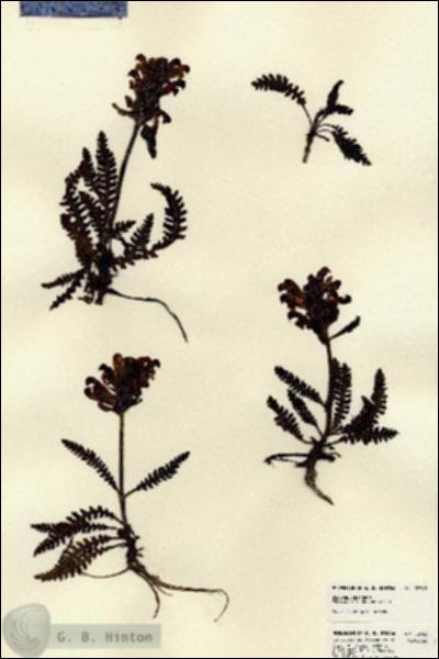 URN_catalog_HBHinton_herbarium_22743.jpg.jpg