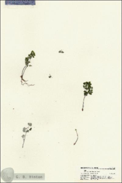 URN_catalog_HBHinton_herbarium_21144.jpg.jpg