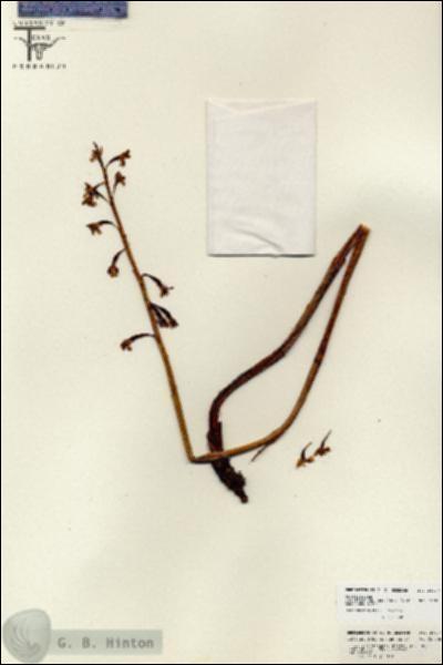 URN_catalog_HBHinton_herbarium_26837.jpg.jpg