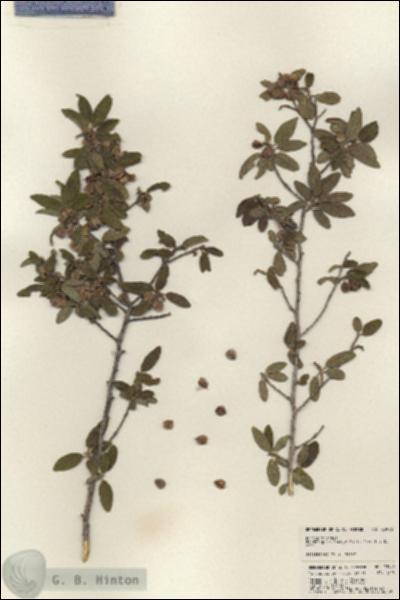 URN_catalog_HBHinton_herbarium_23996.jpg.jpg