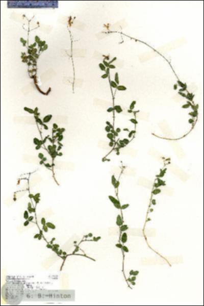 URN_catalog_HBHinton_herbarium_19183.jpg.jpg