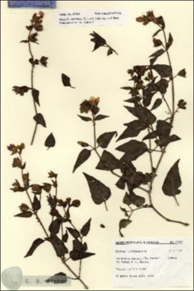 URN_catalog_HBHinton_herbarium_27707.jpg.jpg