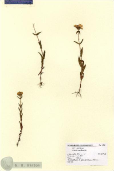 URN_catalog_HBHinton_herbarium_1806.jpg.jpg