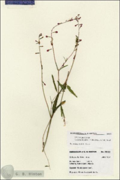 URN_catalog_HBHinton_herbarium_28132.jpg.jpg