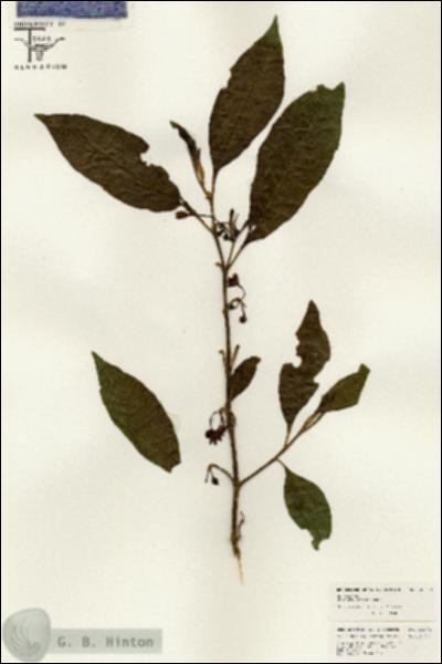 URN_catalog_HBHinton_herbarium_26373.jpg.jpg