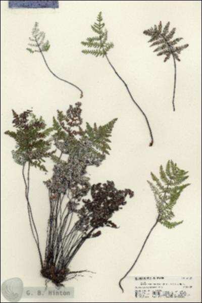 URN_catalog_HBHinton_herbarium_21139.jpg.jpg