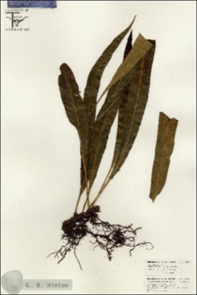 URN_catalog_HBHinton_herbarium_26436.jpg.jpg