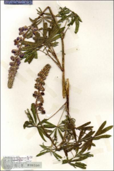 URN_catalog_HBHinton_herbarium_19329.jpg.jpg
