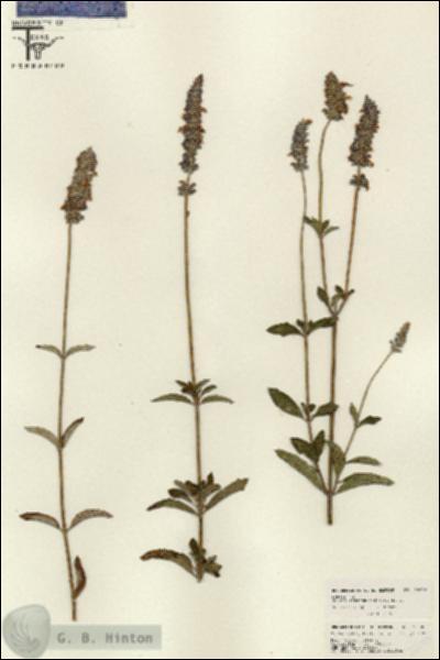 URN_catalog_HBHinton_herbarium_26006.jpg.jpg