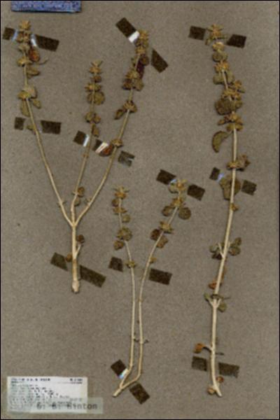 URN_catalog_HBHinton_herbarium_17849.jpg.jpg