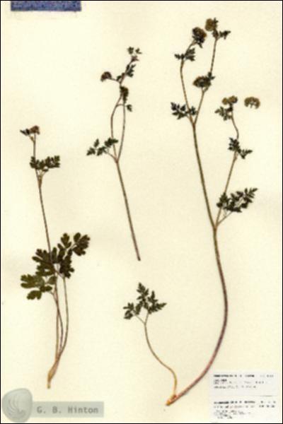 URN_catalog_HBHinton_herbarium_18410.jpg.jpg