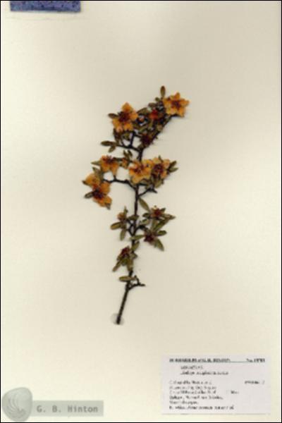 URN_catalog_HBHinton_herbarium_18701.jpg.jpg